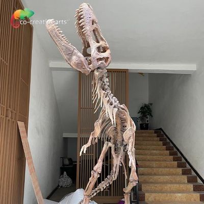 kopen Waterdichte het Skeletreplica's van de Glasvezeldinosaurus voor Museumtentoonstelling online manufacture