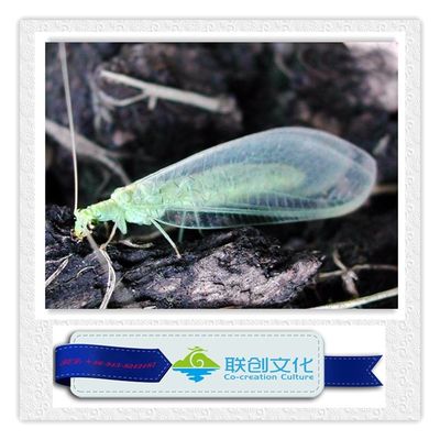 Meerdere kleuren robotische insecten voor onverslaanbaar pretparkvermaak